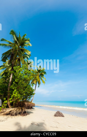 Palmen am tropischen Strand im sonnigen Tag. Vertikale erschossen. Stockfoto