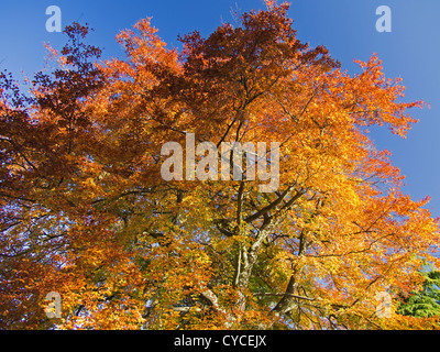 Leuchtende Herbst-Farben eines Baumes in Abtei Felder, Abingdon-on-Thames Stockfoto