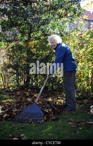 76 jährige weibliche Rentner clearing Herbstlaub in ihrem Garten in North Yorkshire, England. Stockfoto