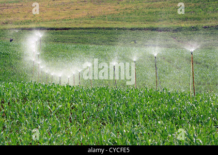 Kurve Sprinkler in Hof Stockfoto