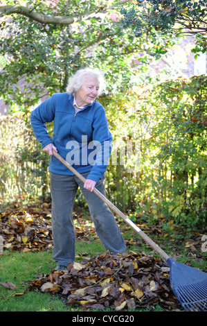 76 jährige weibliche Rentner clearing Herbstlaub in ihrem Garten in North Yorkshire, England. Stockfoto