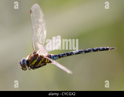 Blaue Libelle im Flug Stockfoto