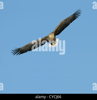 Seeadler mit Fisch und fliegen über Treibeis am Meer Othosk hinunter die Küste Nord-östlichen Hokaido Japan Stockfoto