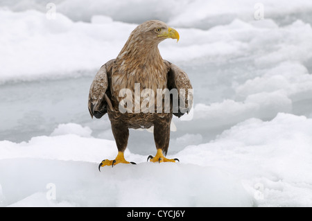 Seeadler mit Fisch und fliegen über Treibeis am Meer Othosk hinunter die Küste Nord-östlichen Hokaido Japan Stockfoto