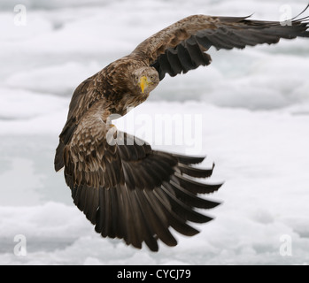 Seeadler mit Fisch und fliegen über Treibeis am Meer Othosk hinunter die Küste Nord-östlichen Hokaido Japan Stockfoto