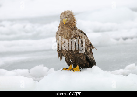 Seeadler mit Fisch und fliegen über Treibeis am Meer Othosk hinunter die Küste Nord-östlichen Hokaido Japan Stockfoto