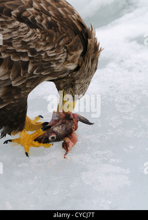 Seeadler mit Fisch und fliegen über Treibeis am Meer Othosk hinunter die Küste Nord-östlichen Hokaido Japan Stockfoto