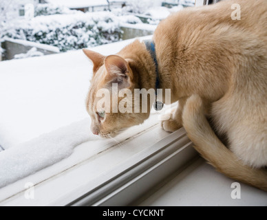 Ein Ingwer Burmese Cat schnüffeln der Schnee von der Sicherheit einer Fensterbank im Winter Stockfoto