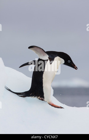 Ein Adelie Pinguin auf Zetteln auf dem Eis auf Paulet Insel in der antarktischen Halbinsel-Region. Stockfoto