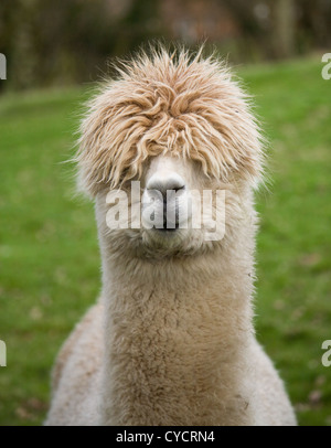 Alpaka mit Frisur Probleme auf einer englischen Bauernhof UK Stockfoto