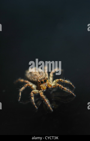 Springspinne auf schwarzem Hintergrund Stockfoto