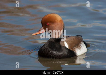 Netta Rufina männlichen rot-crested Tafelenten im Wasser Stockfoto