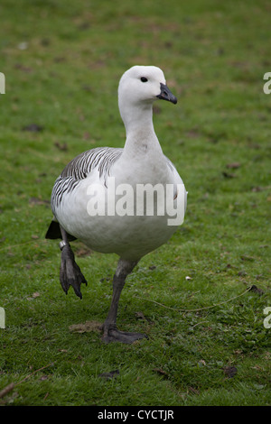 Chloephaga Picta Upland Gans mit einem Bein angehoben stehen auf dem Rasen Stockfoto