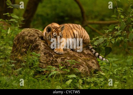 Sibirischen/Amur Tiger Cub (Panthera Tigris Altaica) sitzt auf Felsen Stockfoto