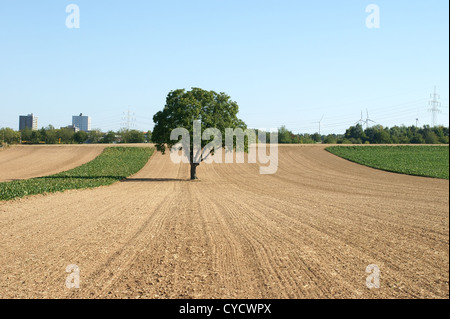 Der Baum auf dem Feld Stockfoto