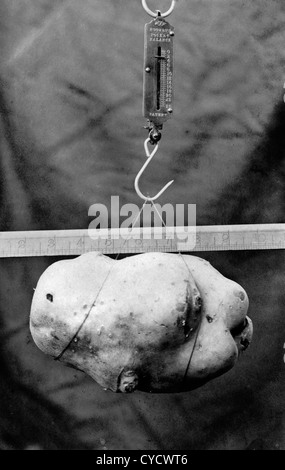 1900 schwerste Kartoffel Wettbewerb bei einer Show. Die Kartoffeln ist fast 8 cm lang und wiegt 3 kg. Foto Foto auf einer echten Postkarte. Stockfoto