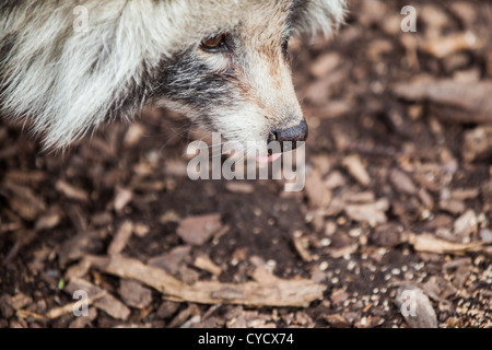 Marderhund, die Nahrungssuche am Boden Stockfoto