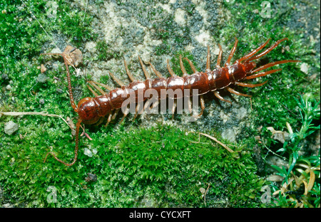 Gemeinsamen braun Centipede (Lithobius Forficatus) UK Stockfoto