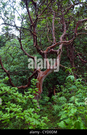 Nassen Rhododendron Baum nach einem Regenschauer, Langtang-Tal, nahe Ghodatabela, Langtang Nationalpark, Nepal Stockfoto