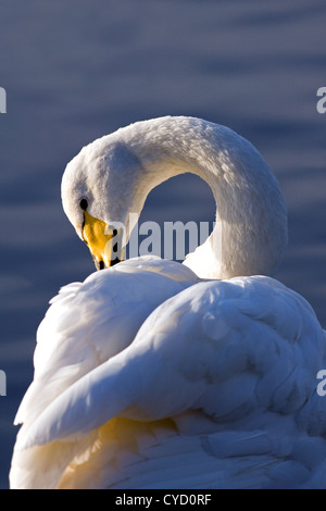 Singschwan (Cygnus Cygnus) Stockfoto