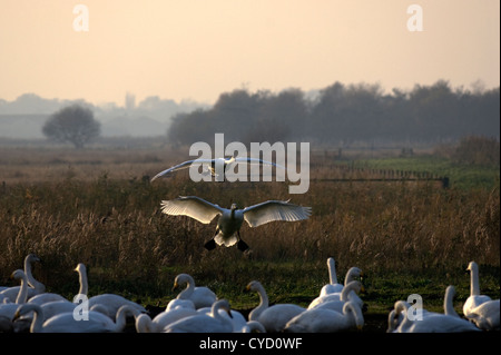 Singschwäne (Cygnus Cygnus) Stockfoto