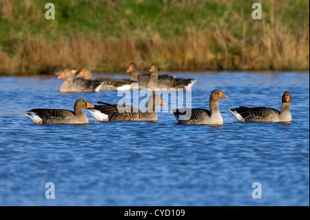 Graugänse (Anser Anser) Stockfoto