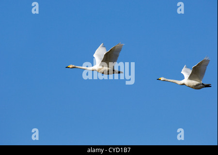 Singschwäne (Cygnus Cygnus) Stockfoto