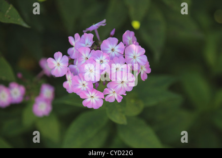 Rosa Phlox im Fokus, der Hintergrund jedoch unscharf Stockfoto