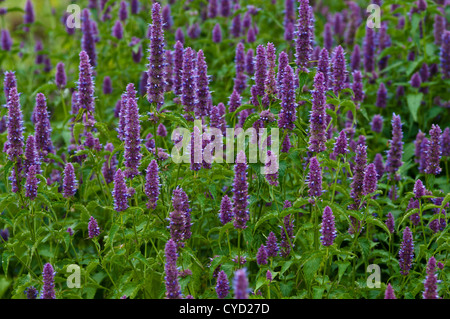 WILDFORM RUGOSA Stockfoto