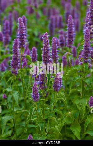 WILDFORM RUGOSA Stockfoto