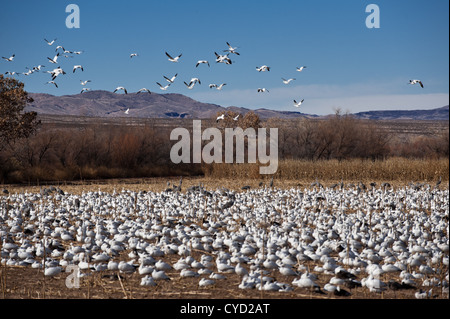 Eine massive Herde von Migration von Schnee Gänse und Kraniche drängen sich ein Feld im Bosque del Apache Wildlife Refuge in New Mexico. Stockfoto