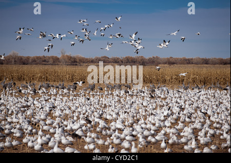Eine massive Herde von Migration von Schnee Gänse und Kraniche drängen sich ein Feld im Bosque del Apache Wildlife Refuge in New Mexico. Stockfoto