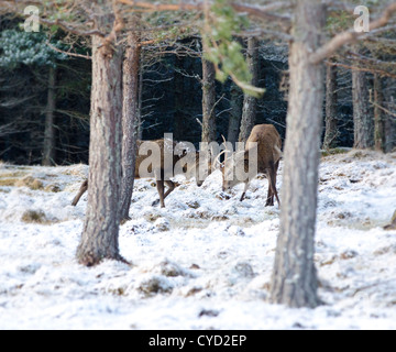 Die letzten Tage von Rutt in den schottischen Highlands, die zwei rote Liebe Hirschen gehen um im Schnee Kopf bedeckt Hügel Stockfoto