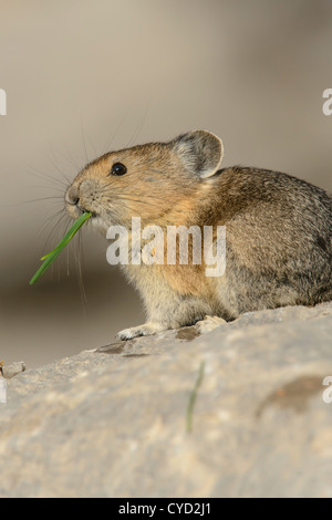 Ein Pika Essen einen Grashalm, Northern Rockies Stockfoto