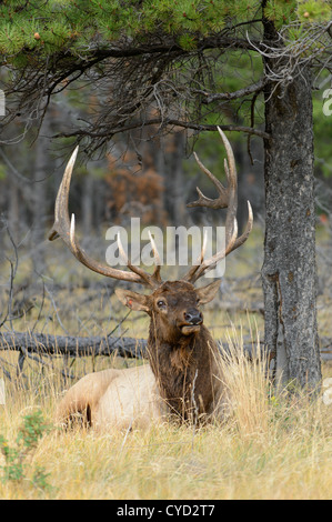 Ein Stier ruht während einer Pause in der Brunft, Northern Rockies Stockfoto