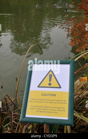 Warnzeichen für die blau - grüne Algen im Teich. Stockfoto