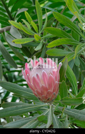 Das Protea: Protea "Pink Ice" Stockfoto