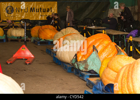 Große Kürbisse für einen Wettbewerb in Southport für eine Feier in der Nähe von Halloween getretenen Stockfoto