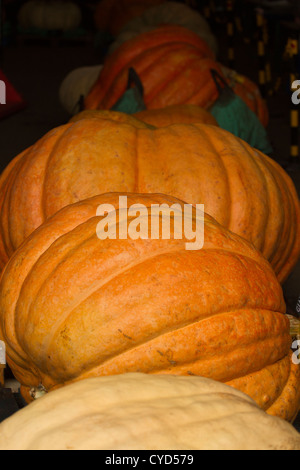 Große Kürbisse für einen Wettbewerb in Southport für eine Feier in der Nähe von Halloween getretenen Stockfoto