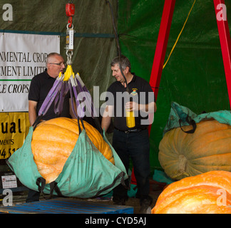 Mit einem Gewicht von großen Kürbisse für einen Wettbewerb in Southport für eine Feier in der Nähe von Halloween getretenen Stockfoto