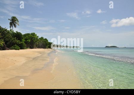 Blick in den blauen Himmel, tropischen Meer sand Strand, Palmen Bäume Küstenlinie, Hillsborough Lauriston Punkt, Carriacou, West Indies Stockfoto