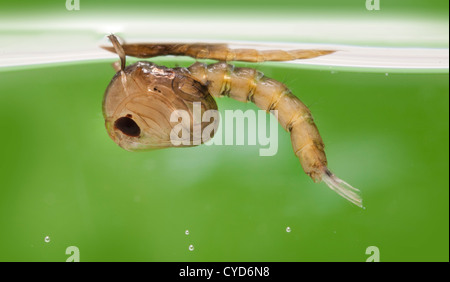 Mücke-Puppe im Wasser, Culex Pipiens (die gemeinsame Haus Mücke) Stockfoto