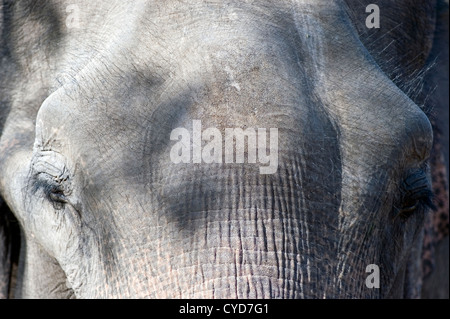 Asiatischer Elefant (Elephas Maximus Indicus) Stockfoto