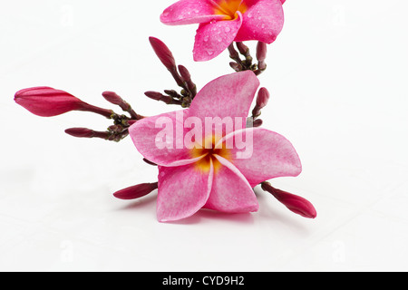 Nahaufnahme von rosa Frangipani (Plumeria Rubra) auf weißem Hintergrund Stockfoto