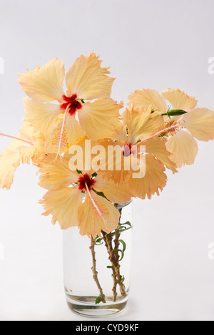 Pfirsich farbigen Hibiskus in Vase auf weißem Hintergrund Stockfoto