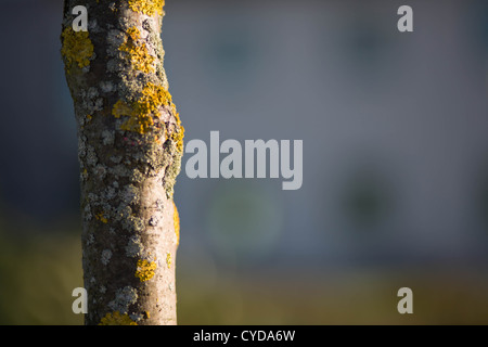 Baum mit Fokus-Hintergrund Stockfoto