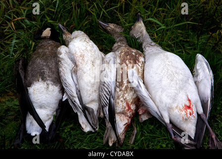 Gemischte Jagd Tasche weniger Canada Goose und Wrangle Insel weniger Schneegans aus Fraser-Skagit Bevölkerung Stockfoto