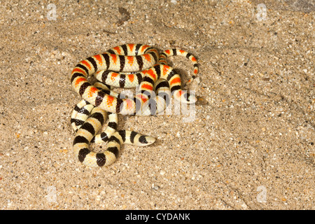 Western Shovel-nosed Schlange Chionactis Occipitalis Anza-Borrego Desert State Park, California, Vereinigte Staaten von Amerika 12 kann Erwachsene Stockfoto