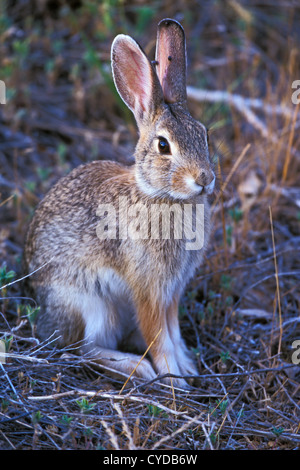 Östlichen Cottontail Sylvilagus Floridanus Sterling, Colorado, USA 6 Juli Erwachsenen Leporidae Stockfoto