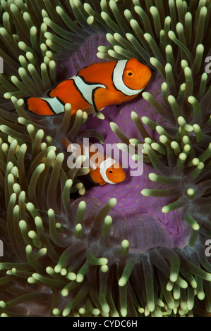 Ein paar falsche Percula Clownfische (Amphiprion Ocellaris) innerhalb einer außergewöhnlich farbigen Host-Anemone (Heteractis Magnifica) Stockfoto